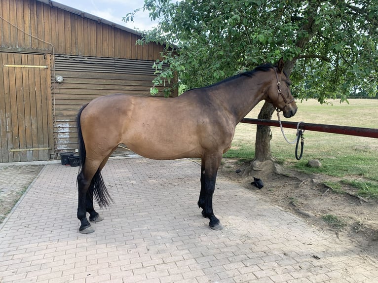 Koń holsztyński Klacz 10 lat 172 cm Gniada in Gerswalde