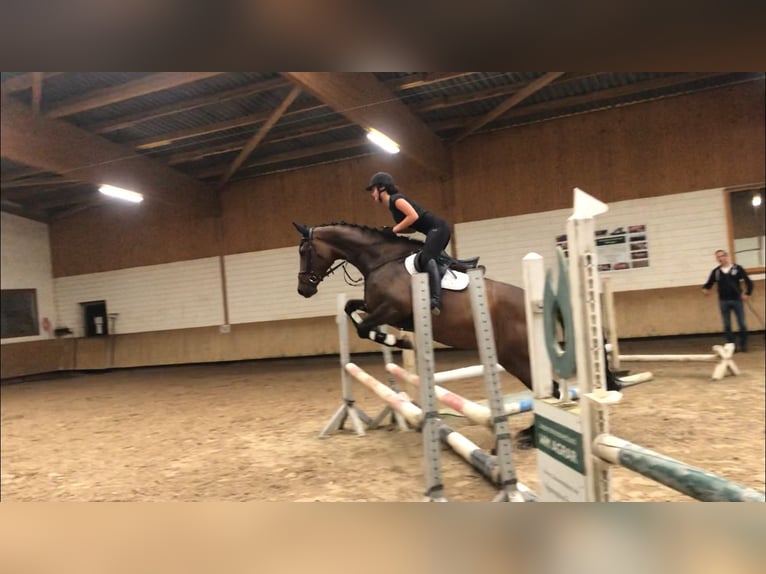 Koń holsztyński Klacz 10 lat 172 cm Gniada in Gerswalde