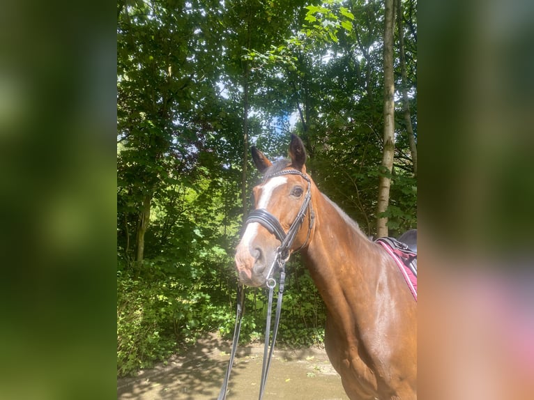 Koń holsztyński Klacz 10 lat 172 cm Gniada in L&#xFC;rschau