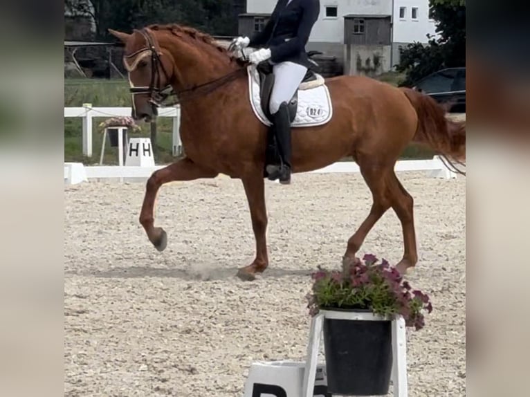 Koń holsztyński Klacz 10 lat 172 cm Kasztanowata in Burgau