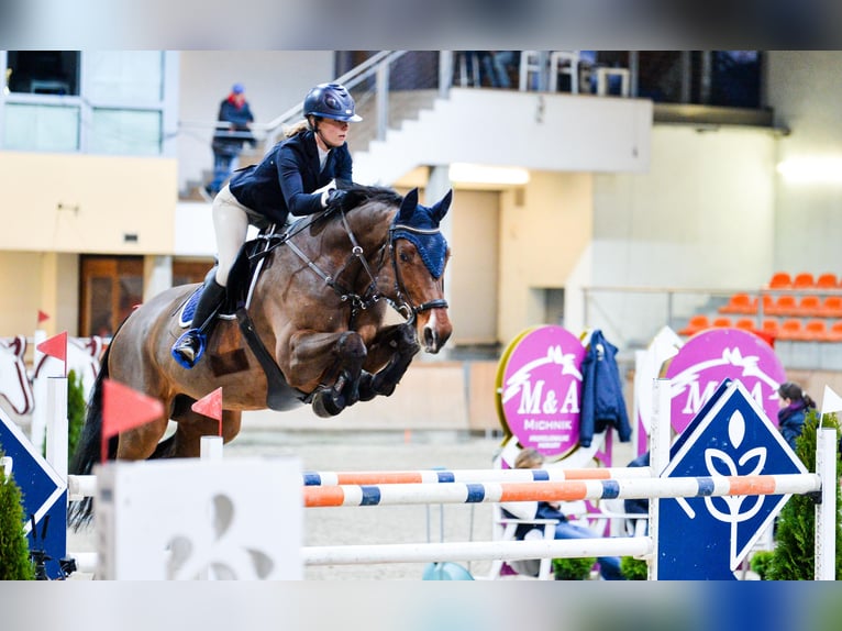 Koń holsztyński Klacz 10 lat 173 cm Gniada in Secymin Polski