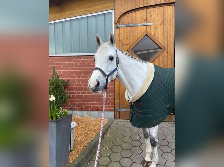 Koń holsztyński Klacz 11 lat 165 cm Siwa w hreczce in Hamburg Osdorf