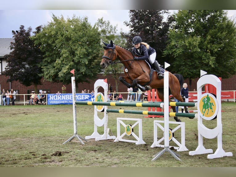 Koń holsztyński Klacz 11 lat 166 cm Gniada in Bad Freienwalde