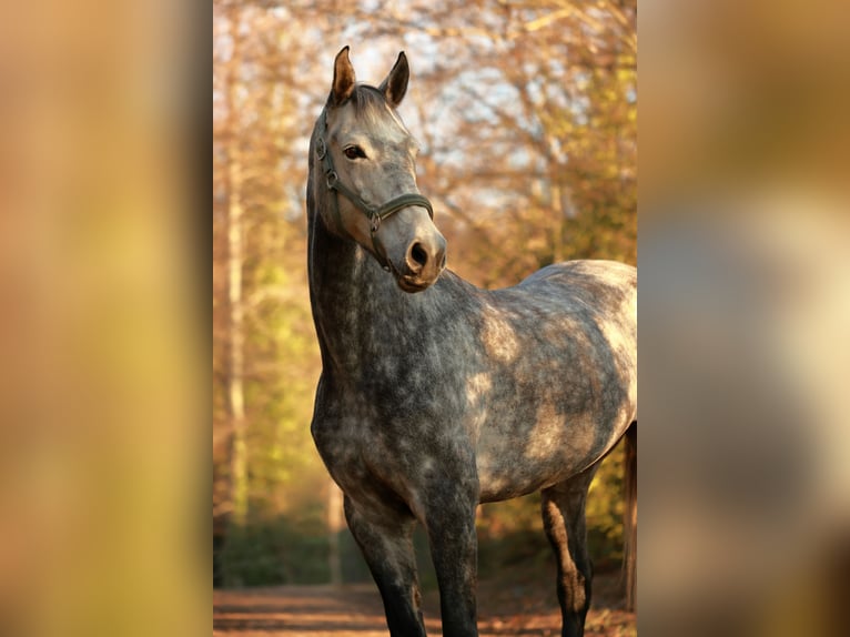 Koń holsztyński Klacz 11 lat 166 cm Siwa jabłkowita in Donaueschingen