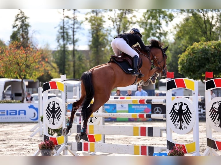 Koń holsztyński Klacz 11 lat 167 cm Gniada in Kitzingen