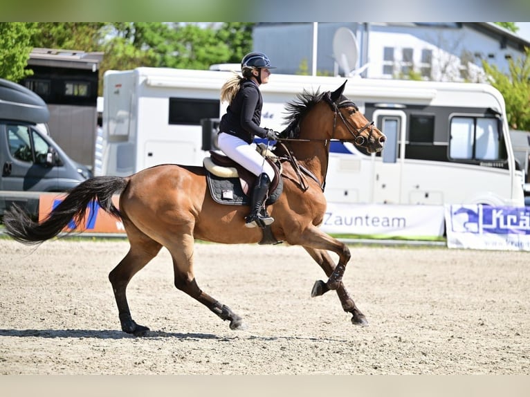 Koń holsztyński Klacz 11 lat 167 cm Gniada in Kitzingen