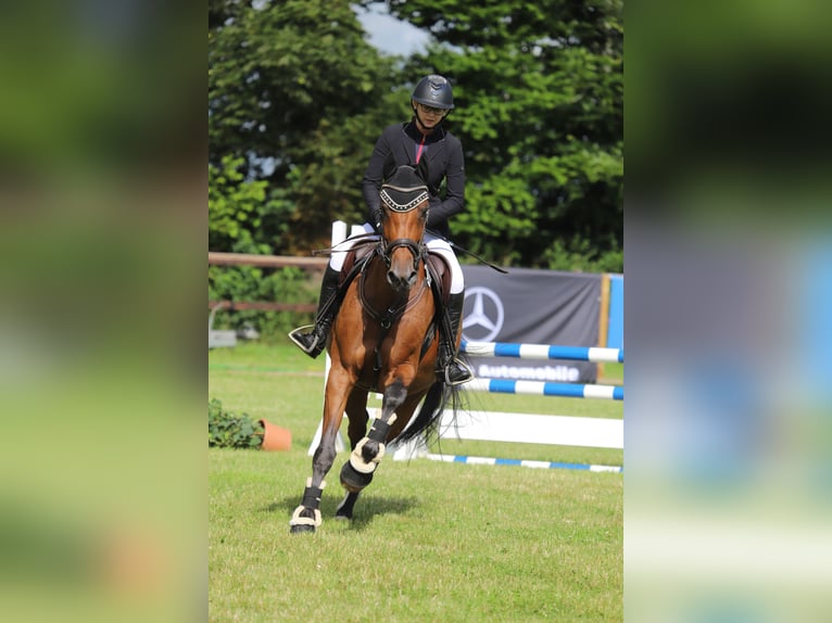 Koń holsztyński Klacz 11 lat 167 cm Gniada in Hohenaspe