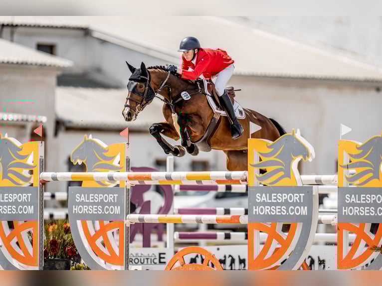 Koń holsztyński Klacz 11 lat 168 cm Gniada in Vellahn