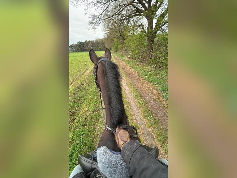Koń holsztyński Klacz 11 lat 168 cm Gniada in Loxstedt