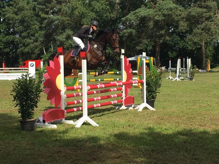 Koń holsztyński Klacz 11 lat 168 cm Gniada in Loxstedt