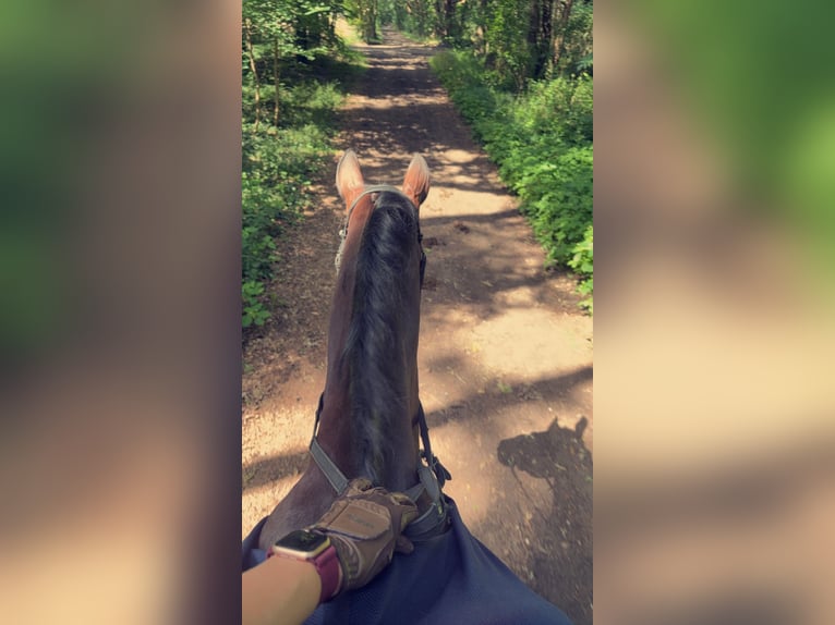 Koń holsztyński Klacz 11 lat 168 cm Gniada in Loxstedt