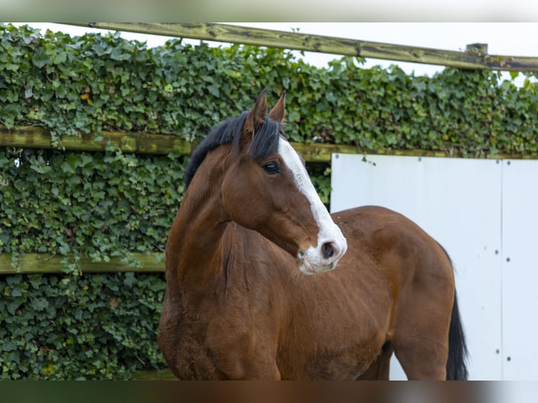 Koń holsztyński Klacz 11 lat 168 cm Gniada in Waddinxveen