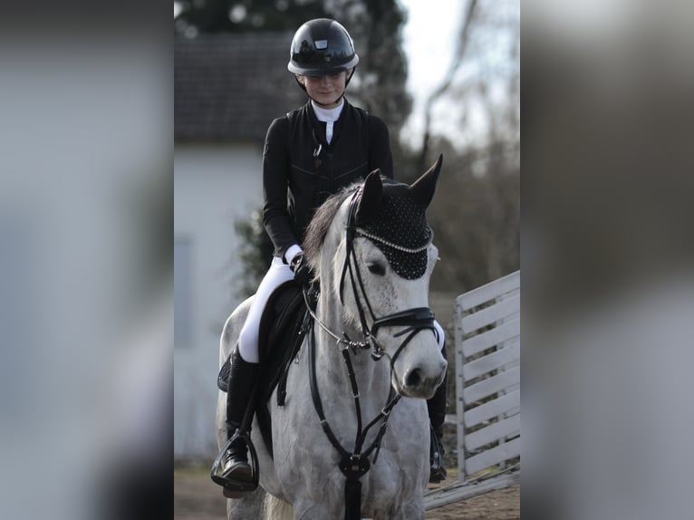 Koń holsztyński Klacz 11 lat 168 cm Siwa in Babenhausen