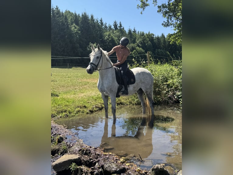 Koń holsztyński Klacz 11 lat 168 cm Siwa in Kirchenthumbach