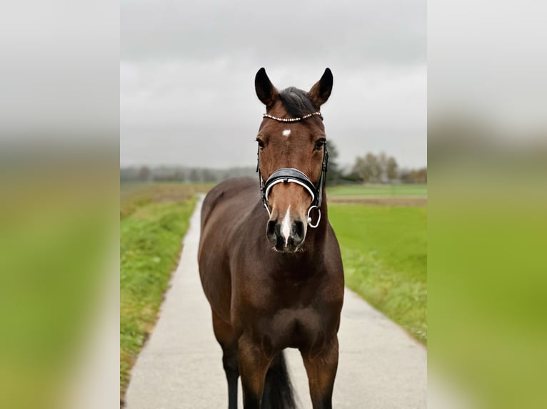 Koń holsztyński Klacz 11 lat 169 cm Ciemnogniada in Deitingen