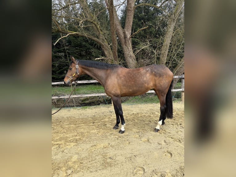 Koń holsztyński Klacz 11 lat 170 cm Ciemnogniada in Limburg an der Lahn