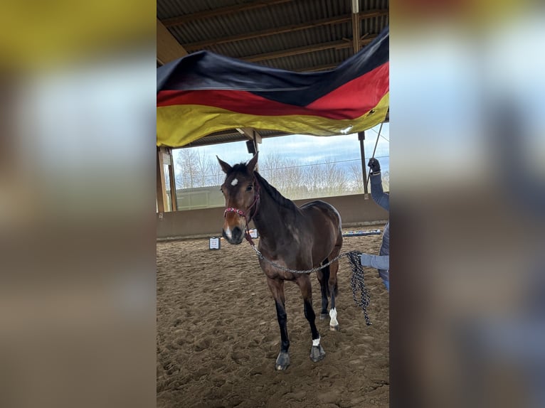 Koń holsztyński Klacz 11 lat 170 cm Ciemnogniada in Limburg an der Lahn