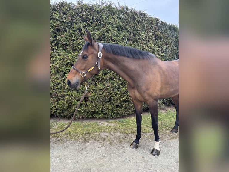 Koń holsztyński Klacz 11 lat 170 cm Ciemnogniada in Limburg an der Lahn