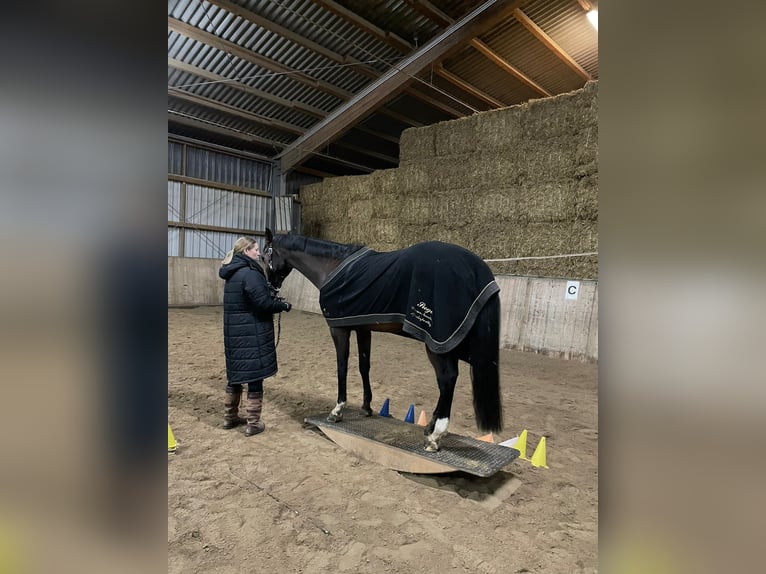 Koń holsztyński Klacz 11 lat 170 cm Ciemnogniada in Limburg an der Lahn
