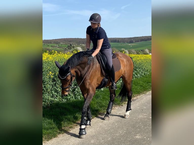 Koń holsztyński Klacz 11 lat 170 cm Ciemnogniada in Limburg an der Lahn