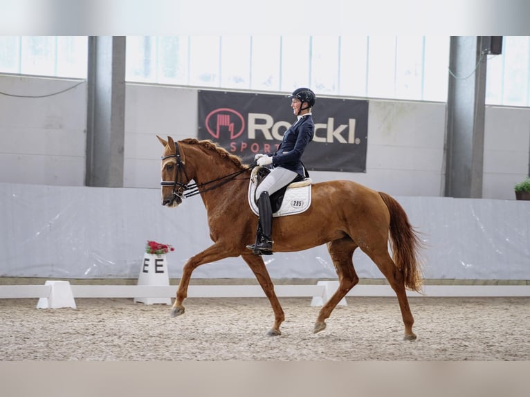 Koń holsztyński Klacz 11 lat 172 cm Kasztanowata in Kammeltal