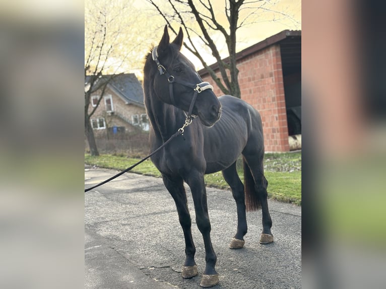 Koń holsztyński Klacz 11 lat 178 cm Skarogniada in Borken