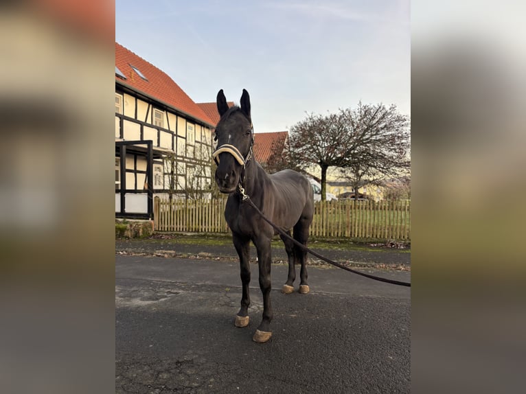 Koń holsztyński Klacz 11 lat 178 cm Skarogniada in Borken