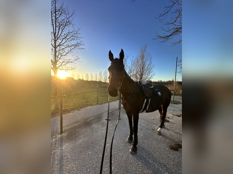 Koń holsztyński Klacz 11 lat Ciemnogniada in Chieming - Fehling