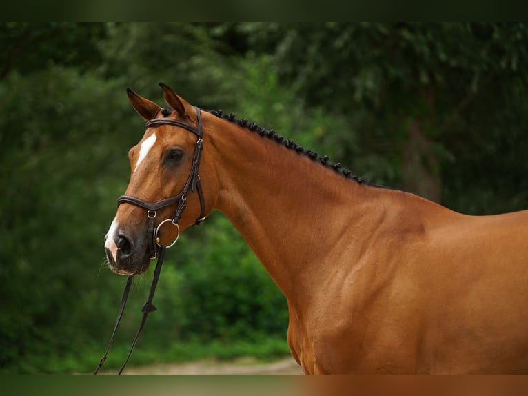 Koń holsztyński Klacz 11 lat Gniada in St. Josefen