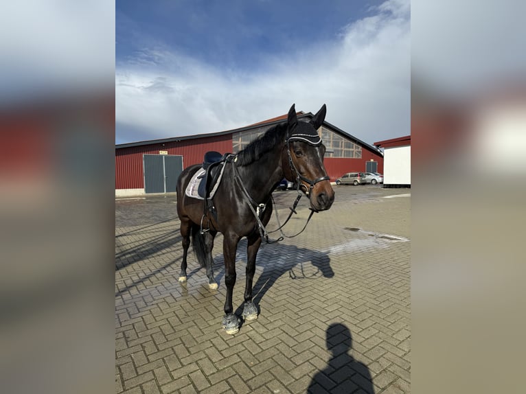 Koń holsztyński Klacz 12 lat 164 cm Gniada in Calden