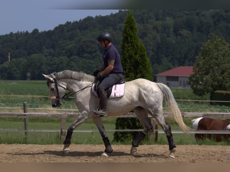 Koń holsztyński Klacz 12 lat 165 cm Siwa in Magdwiesen