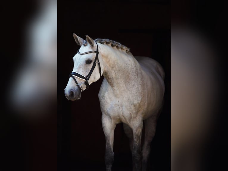 Koń holsztyński Klacz 12 lat 165 cm Siwa in Magdwiesen