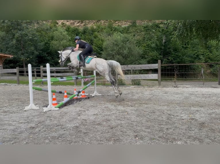 Koń holsztyński Klacz 12 lat 165 cm Siwa in Magdwiesen