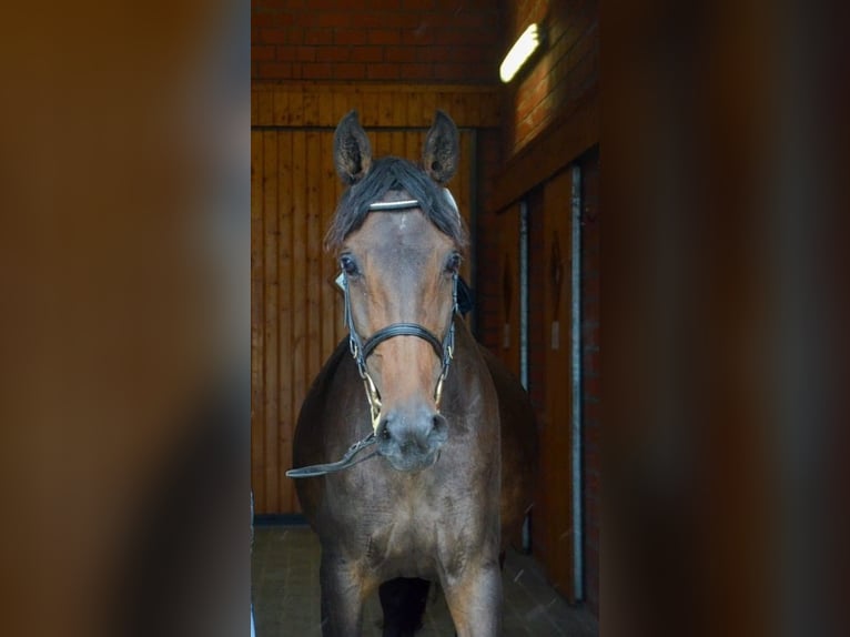 Koń holsztyński Klacz 12 lat 166 cm Ciemnogniada in Heidgraben