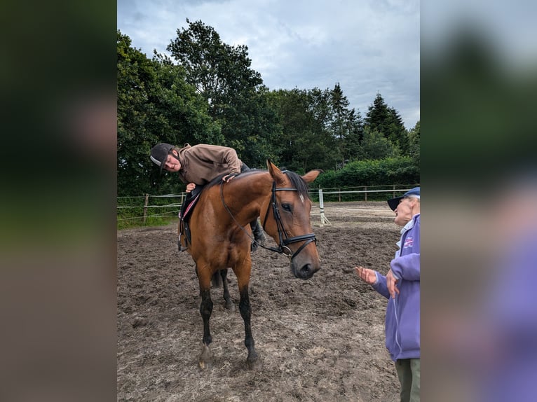 Koń holsztyński Klacz 12 lat 167 cm Gniada in Vaale