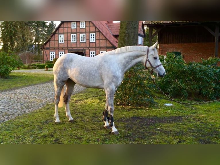 Koń holsztyński Klacz 12 lat 167 cm Siwa in Celle