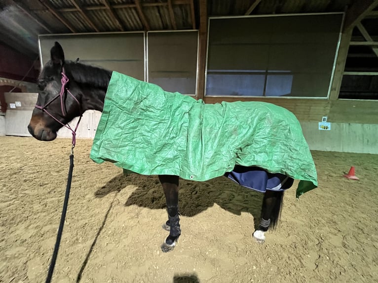 Koń holsztyński Klacz 12 lat 167 cm Skarogniada in Weinfelden