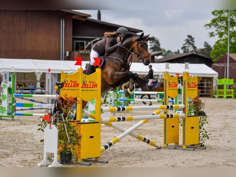 Koń holsztyński Klacz 12 lat 167 cm Skarogniada in Weinfelden