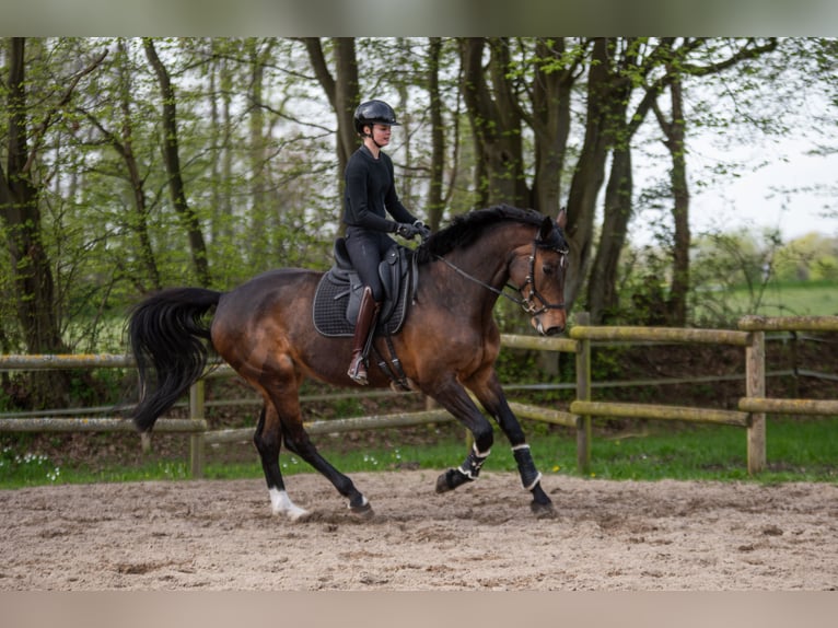 Koń holsztyński Klacz 12 lat 168 cm Ciemnogniada in Dahme