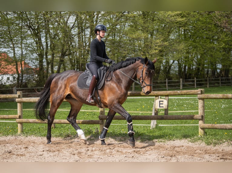 Koń holsztyński Klacz 12 lat 168 cm Ciemnogniada in Dahme