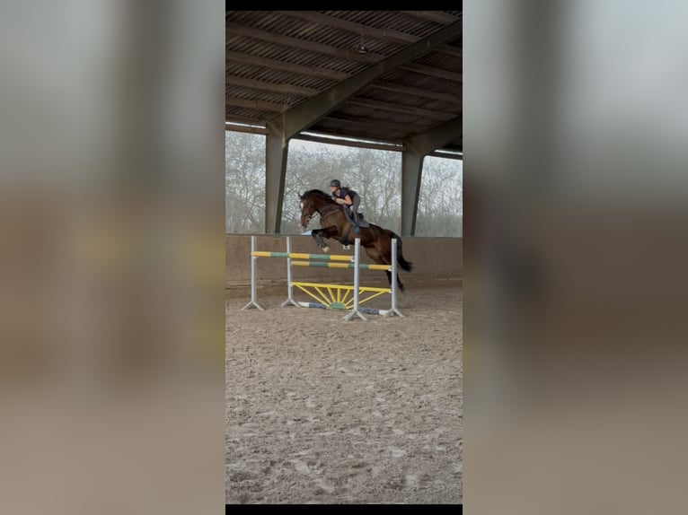 Koń holsztyński Klacz 12 lat 168 cm Gniada in Badendorf