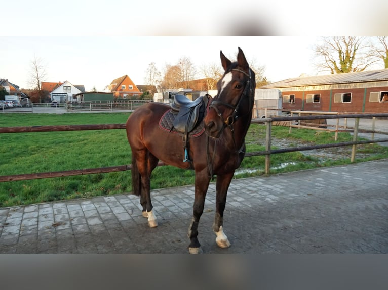 Koń holsztyński Klacz 12 lat 168 cm Gniada in Badendorf