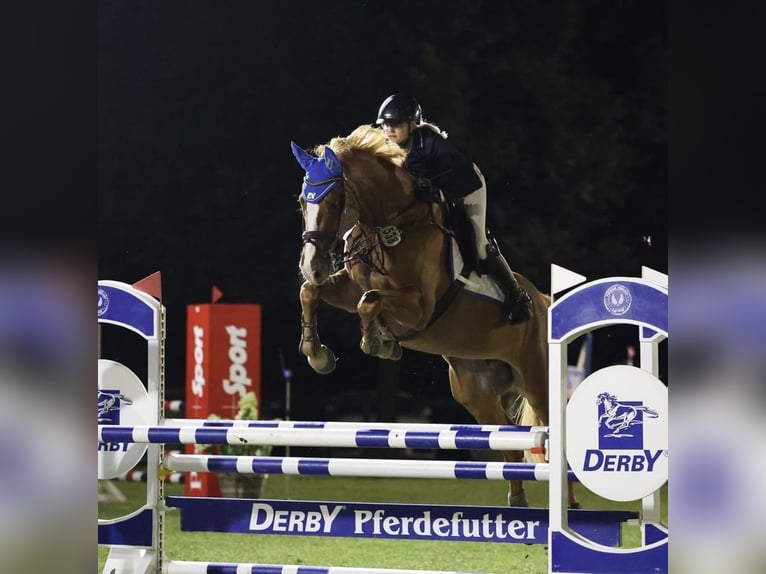 Koń holsztyński Klacz 12 lat 168 cm Kasztanowata in Janneby