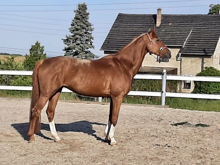 Koń holsztyński Klacz 12 lat 168 cm Kasztanowata in Weida