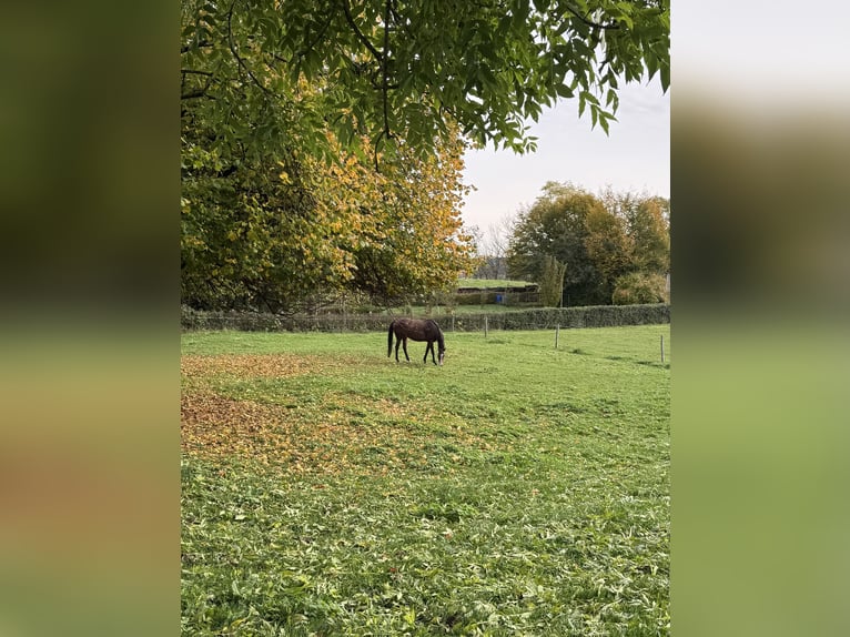 Koń holsztyński Klacz 12 lat 173 cm Gniada in Kaufbeuren