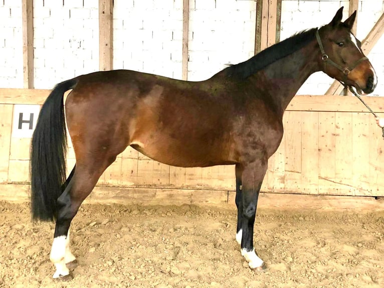 Koń holsztyński Klacz 12 lat 173 cm Gniada in Bad Kreuznach