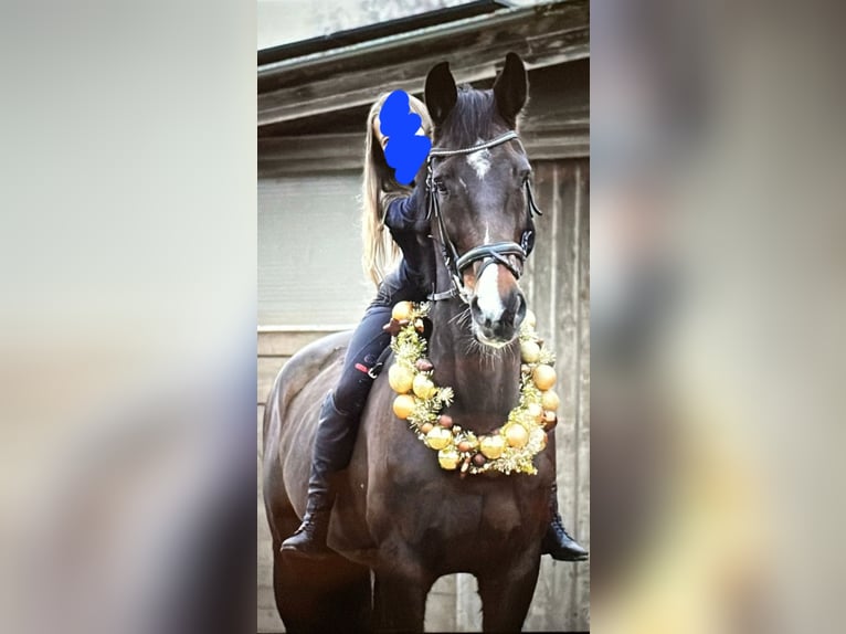 Koń holsztyński Klacz 12 lat 175 cm Ciemnogniada in Vaihingen an der Enz