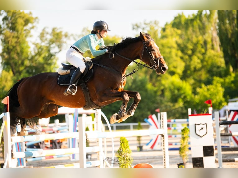 Koń holsztyński Klacz 12 lat 180 cm Ciemnogniada in Piaseczno