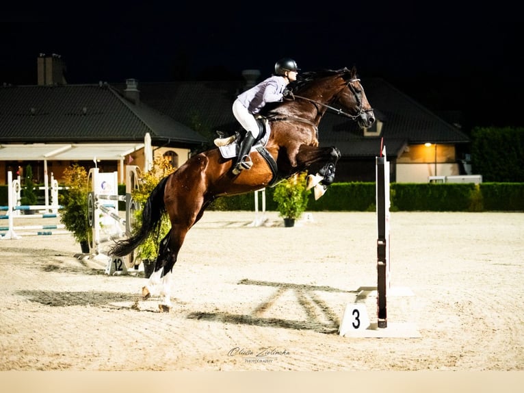 Koń holsztyński Klacz 12 lat 180 cm Ciemnogniada in Piaseczno