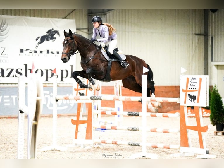 Koń holsztyński Klacz 12 lat 180 cm Ciemnogniada in Piaseczno